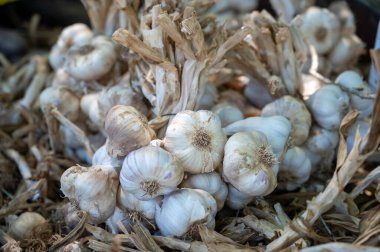 Yeni organik aromatik sarımsak hasadı Piolenc köyü, Vaucluse, Provence, Fransa