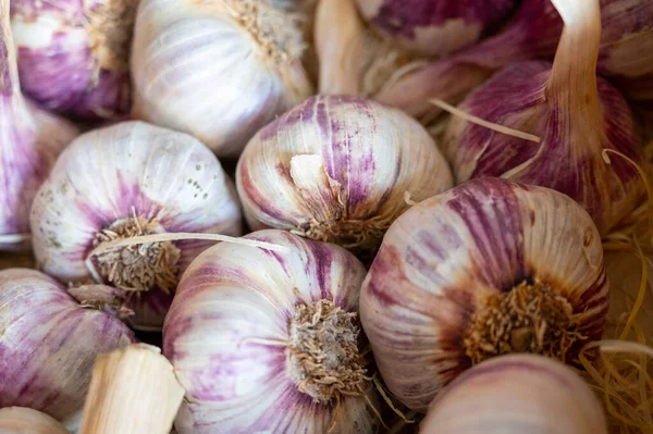 法国普罗旺斯Vaucluse Piolenc村新鲜有机紫色大蒜的新收获 — 图库照片