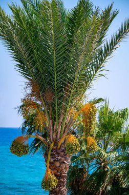 Meyveleri salkımlı, salkımlı hurma ağaçları,