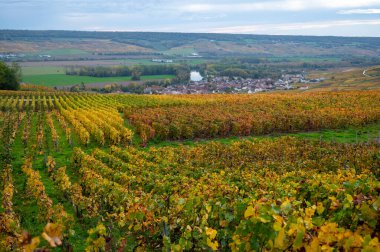 Epernay, Champange, Fransa yakınlarındaki Hautvillers köyündeki renkli şampanya bağlarının panoramik otomatik görüntüsü