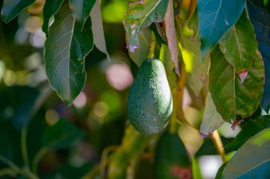 Ağaçta asılı taze yeşil hass avokadolar, hasat zamanı, Kıbrıs 'ta avokado fidanlığı