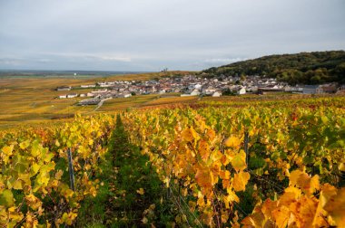 Sonbahar manzarası Moulin de Verzenay yakınlarındaki renkli büyük cru şampanya üzüm bağları, hasat sonrası Pinot noir üzüm bitkileri Verzenay yakınlarındaki Montagne de Reims 'de şampanya, Kuzey Fransa' da şarap yapımı
