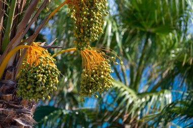 Meyveleri salkımlı, salkımlı hurma ağaçları,