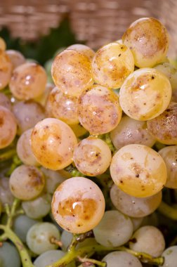 Olgun organik şarap üzümleri Almanya 'daki üzüm bağlarında toplanıyor, beyaz kuru biyolojik şaraplardan yapılıyor.