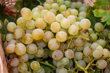 Olgun organik şarap üzümleri Almanya 'daki üzüm bağlarında toplanıyor, beyaz kuru biyolojik şaraplardan yapılıyor.