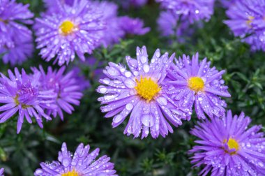 Mavi sonbahar yıldızlarının çiçekleri yağmurlu bahçede ekim ayında, kapanıyor.