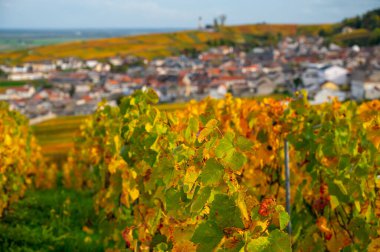 Sonbahar manzarası Moulin de Verzenay yakınlarındaki renkli büyük cru şampanya üzüm bağları, hasat sonrası Pinot noir üzüm bitkileri Verzenay yakınlarındaki Montagne de Reims 'de şampanya, Kuzey Fransa' da şarap yapımı