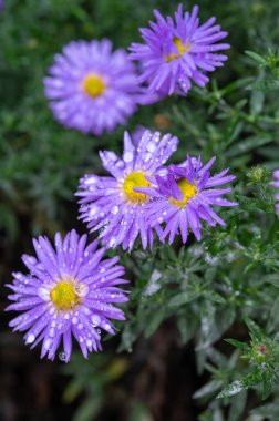 Mavi sonbahar yıldızlarının çiçekleri yağmurlu bahçede ekim ayında, kapanıyor.