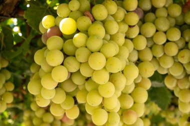 Kıbrıs 'ın bahçesindeki pergola' dan sarkan bir avuç pembe olgun üzüm, sağlıklı yiyecekler.