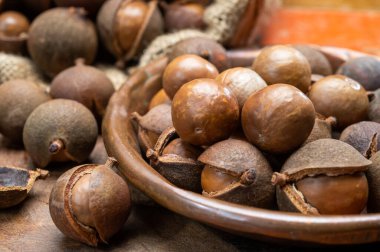 Taze taze Avustralya Macadamia fındığı hasadı kabuklu ve yapraklı.