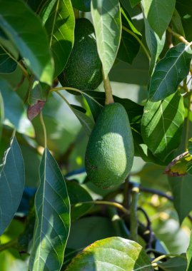 Ağaçta asılı taze yeşil hass avokadolar, hasat zamanı, Kıbrıs 'ta avokado fidanlığı