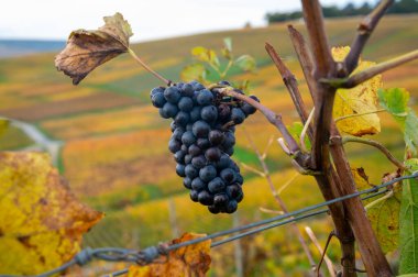 Ripe clusters of pinot meunier wine grapes in autuimn on champagne vineyards in village Hautvillers near Epernay, Champange, France clipart