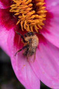 Asteraceae Dahlia 'nın pembe çiçeğinin üzerinde oturan küçük arı Mutlu tek göz kırpması