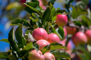 Kıbrıs 'ta küçük kırmızı meyveli elma ağaçları olan meyve bahçeleri
