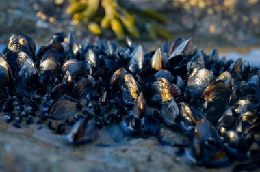 Portekiz, Portekiz 'deki kumlu Magoito sahilinde alçak gelgit sırasında görülebilen su altı kayaları üzerinde yenilebilir bivalf yumuşakçaları kolonisi.