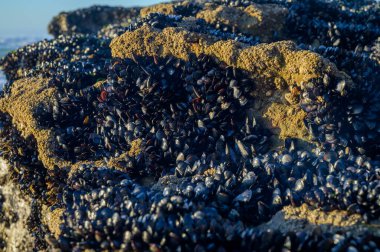 Portekiz, Portekiz 'deki kumlu Magoito sahilinde alçak gelgit sırasında görülebilen su altı kayaları üzerinde yenilebilir bivalf yumuşakçaları kolonisi.