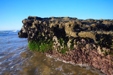 Portekiz, Portekiz 'deki kumlu Magoito sahilinde alçak gelgit sırasında görülebilen su altı kayaları üzerinde yenilebilir bivalf yumuşakçaları kolonisi.