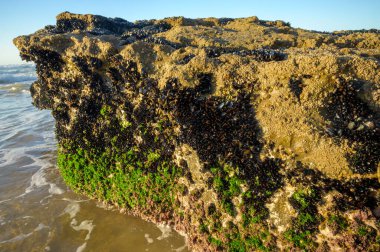 Portekiz, Portekiz 'deki kumlu Magoito sahilinde alçak gelgit sırasında görülebilen su altı kayaları üzerinde yenilebilir bivalf yumuşakçaları kolonisi.