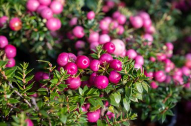 Kış için güzel bir bahçe. Kırmızı ya da pembe böğürtlenli. Gaultheria çay bahçeli.