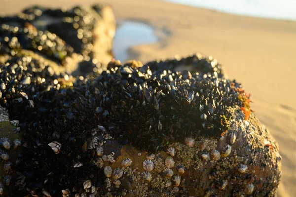Portekiz, Portekiz 'deki kumlu Magoito sahilinde alçak gelgit sırasında görülebilen su altı kayaları üzerinde yenilebilir bivalf yumuşakçaları kolonisi.