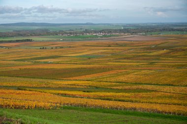 Sonbahar manzarası Moulin de Verzenay yakınlarındaki renkli büyük cru şampanya üzüm bağları, hasat sonrası Pinot noir üzüm bitkileri Verzenay yakınlarındaki Montagne de Reims 'de şampanya, Kuzey Fransa' da şarap yapımı