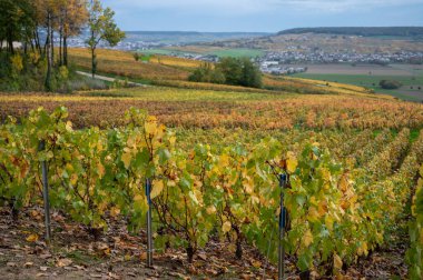 Epernay, Champange, Fransa yakınlarındaki Hautvillers köyündeki renkli şampanya bağlarının panoramik otomatik görüntüsü
