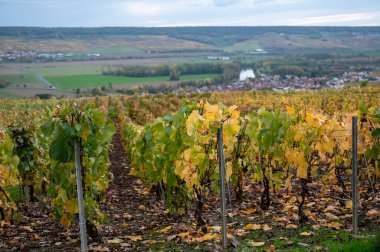 Epernay, Champange, Fransa yakınlarındaki Hautvillers köyünde hasattan sonra renkli şampanya bağlarının otomatik görüntüsü