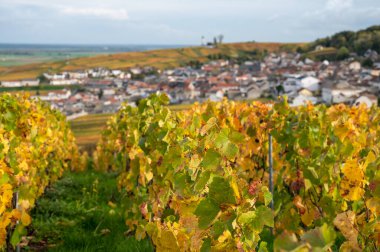 Sonbahar manzarası Moulin de Verzenay yakınlarındaki renkli büyük cru şampanya üzüm bağları, hasat sonrası Pinot noir üzüm bitkileri Verzenay yakınlarındaki Montagne de Reims 'de şampanya, Kuzey Fransa' da şarap yapımı