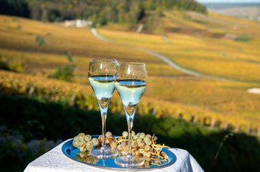 Fransız köpüklü beyaz şarabının tadına bakmak açık terasta şampanya içmek Epernay, Fransa yakınlarındaki Cramant köyünde renkli büyük cru şampanya bağları manzaralı