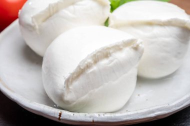 Beyaz İtalyan yumuşak peyniri Mozzarella di Bufala Campana topları taze yeşil fesleğen yaprakları ve kırmızı domatesle servis edilir.