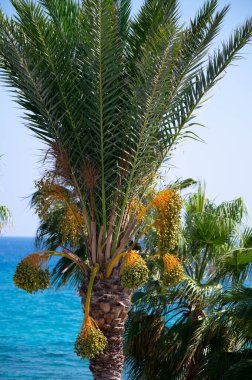 Meyveleri salkımlı, salkımlı hurma ağaçları,