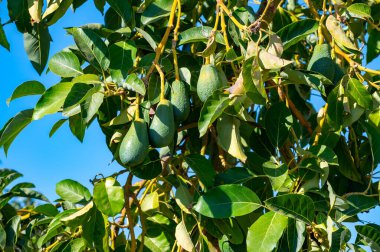 Ağaçta asılı taze yeşil hass avokadolar, hasat zamanı, Kıbrıs 'ta avokado fidanlığı