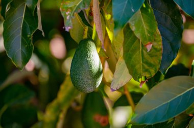 Ağaçta asılı taze yeşil hass avokadolar, hasat zamanı, Kıbrıs 'ta avokado fidanlığı