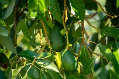 Ağaçta asılı taze yeşil hass avokadolar, hasat zamanı, Kıbrıs 'ta avokado fidanlığı