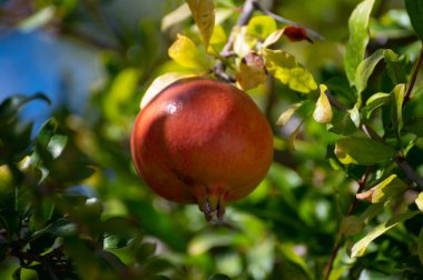 Olgunlaşmış meyvelerle dolu nar ağacı hasat etmeye hazır, meyve bahçesi.