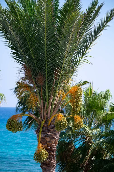 Meyveleri salkımlı, salkımlı hurma ağaçları,