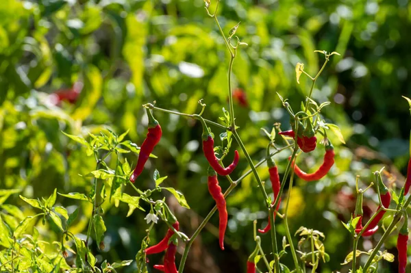 Farm field with ripe red hot chili peppers, ready to harvest, agriculture on Cyprus