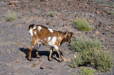Goats grazing on rocky volcanic hillsides along dirty road to the remote Cofere beach on Fuerteventura, Canary islands, Spain in winter
