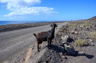 Goats grazing on rocky volcanic hillsides along dirty road to the remote Cofere beach on Fuerteventura, Canary islands, Spain in winter