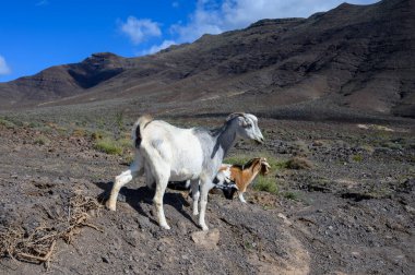 Goats grazing on rocky volcanic hillsides along dirty road to the remote Cofere beach on Fuerteventura, Canary islands, Spain in winter