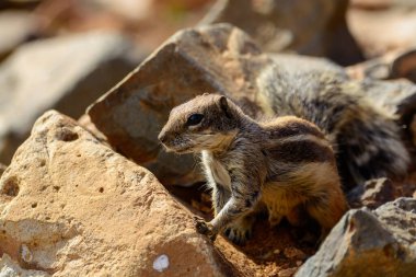Chipmunk or barbary ground squirrel animal sits on dark lava stones in sun lights on Fuerteventura, Canary Islands, Spain