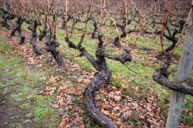 Ripe and dry bunches of red tempranillo grapes after harvest, vineyards of La Rioja wine region in Spain, Rioja Alavesa in cloudy winter