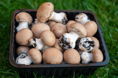 Mağaralarda yetişen yüksek kaliteli organik kahverengi mantar hasadı.