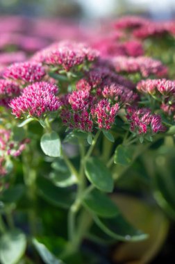 Kış çiçeği açan bahçe bitkisi, sedum süs bitkisinin pembe çiçekleri, kapat