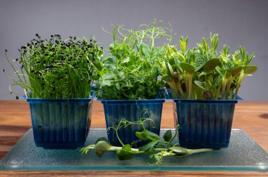 Sağlıklı yiyecekler, yeşil bahçeli lahanalar soğan soğan ve lupin soğanları mavi plastik kutuda yetişmeye hazır.