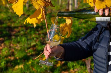Pouring of txakoli or chacol slightly sparkling very dry white wine produced in Spanish Basque Country in typical pinchos bar in old part of San Sebastian or Donostia