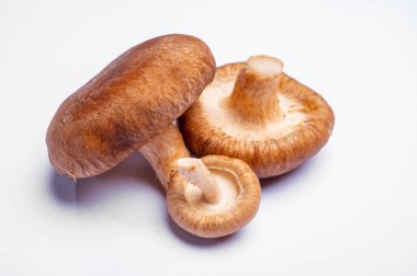 Taze çiğ kahverengi Lentinula edodes veya beyaz arka planda izole edilmiş yenebilir şitake mantarları