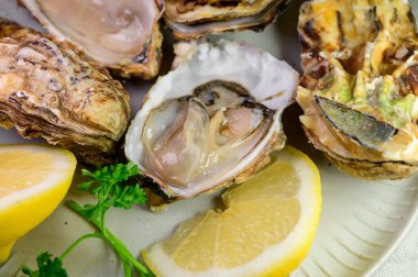 Eating of fresh big raw Zeeuwse Creuse Dutch oysters from Zeeland with fresh lemon juice, Netherlands