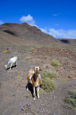 Goats grazing on rocky volcanic hillsides along dirty road to the remote Cofere beach on Fuerteventura, Canary islands, Spain in winter