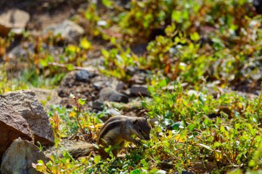 Chipmunk or barbary ground squirrel animal sits on dark lava stones in sun lights on Fuerteventura, Canary Islands, Spain